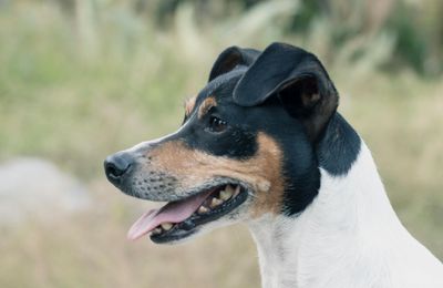 Fox Terrier à Poil Lisse