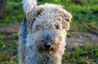 Fox-Terrier à Poil Dur