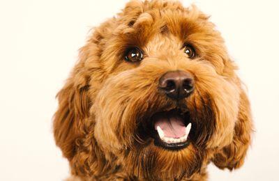 Goldendoodle