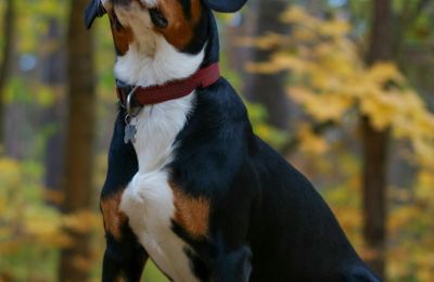 Grand Bouvier Suisse