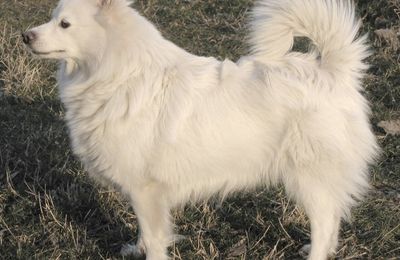 Grand Spitz
