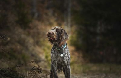 Griffon d'Arrêt à Poil Dur Korthals