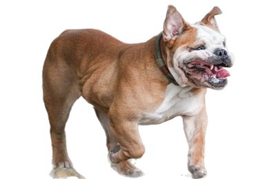 Bouledogue Anglais
