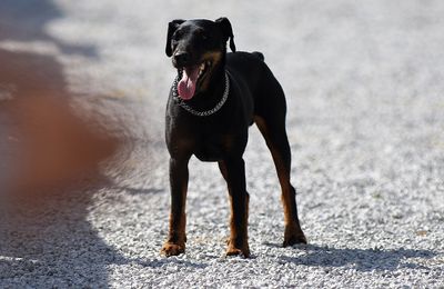 Jagdterrier