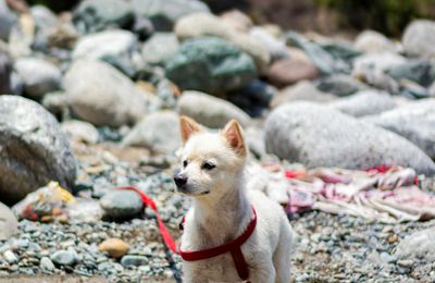 Jindo Coréen