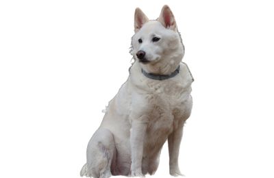 Kishu