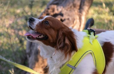 Kooikerhondje
