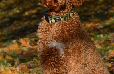 Lagotto Romagnolo