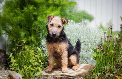 Lakeland Terrier