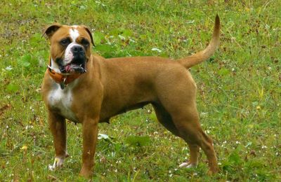 Leavitt Bulldog