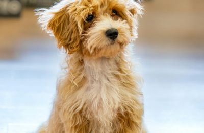 Maltipoo