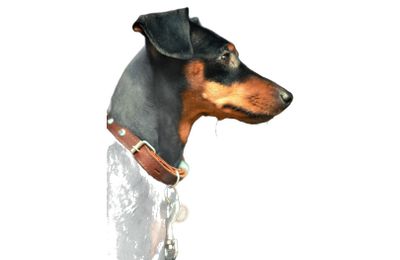 Manchester Terrier