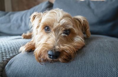 Norfolk Terrier
