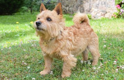 Norwich Terrier