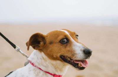 Parson Russell Terrier