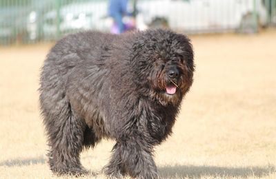 Bouvier des Flandres