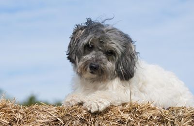 Petit Chien Lion