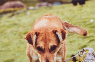 Pinscher Autrichien