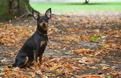 Pinscher Nain
