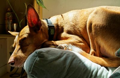 Podenco Andalou