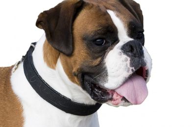 Boxer