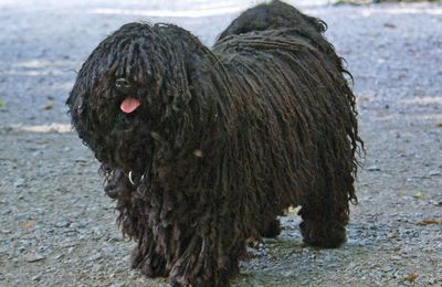 Puli