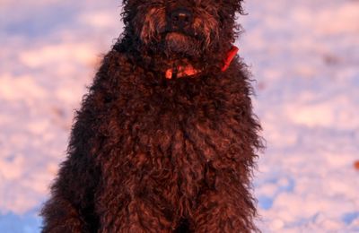 Pumi