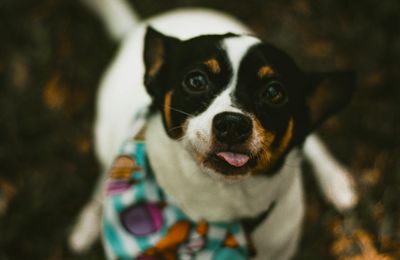 Rat Terrier