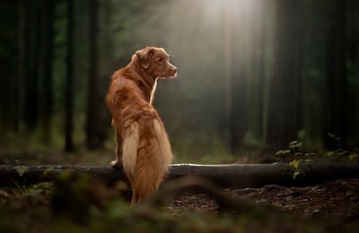 Retriever de la Nouvelle-Écosse