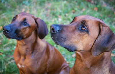 Rhodesian Ridgeback
