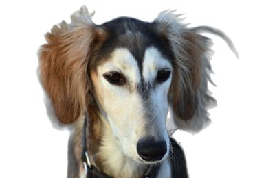 Saluki