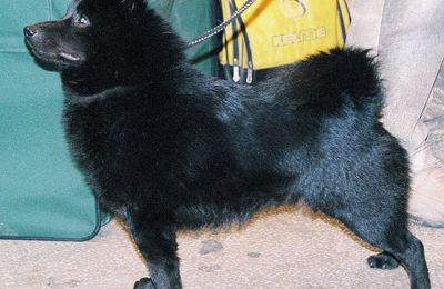 Schipperke