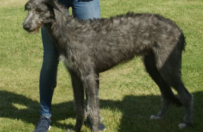 Scottish Deerhound