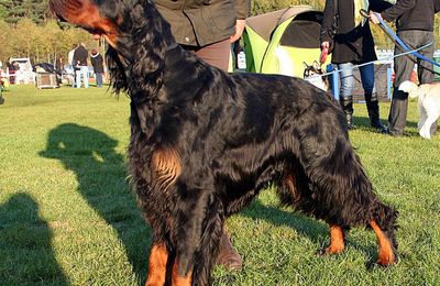 Setter Gordon