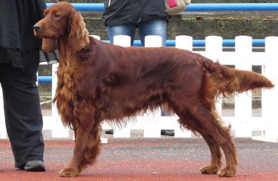Setter Irlandais Rouge