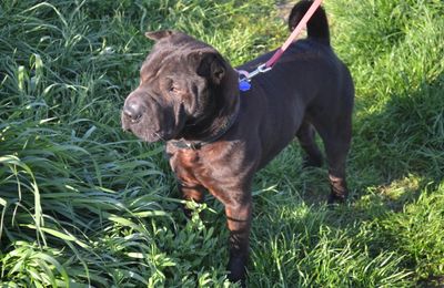 Shar Pei
