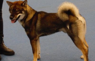 Shikoku