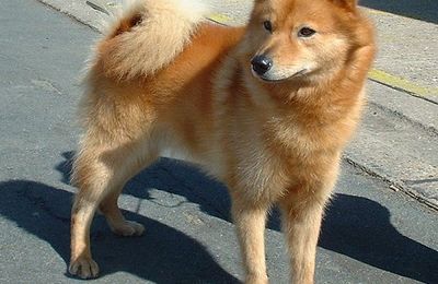 Spitz Finlandais
