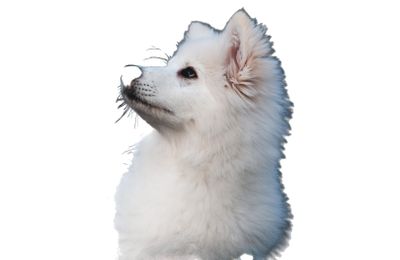 Spitz Japonais