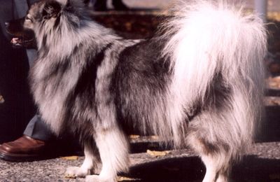 Spitz Loup