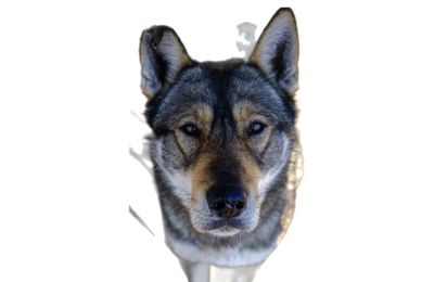 Tamaskan