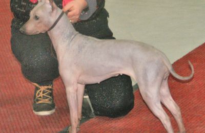 Terrier Américain Sans Poils