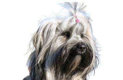 Briard