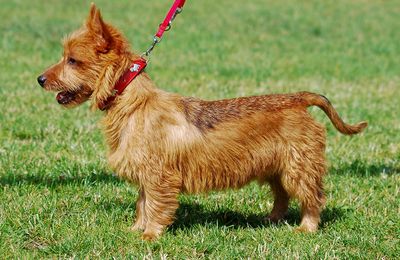 Terrier Australien