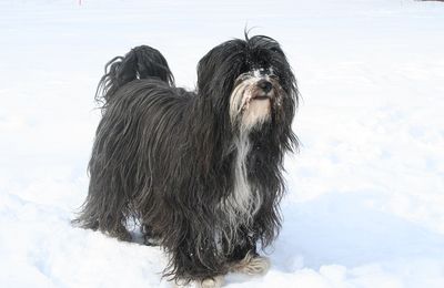 Terrier du Tibet