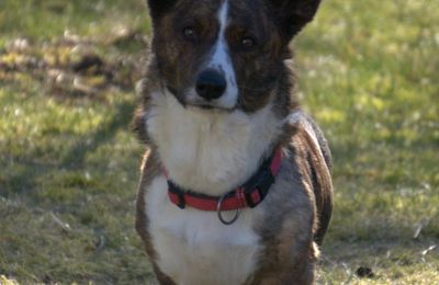 Welsh Corgi Cardigan