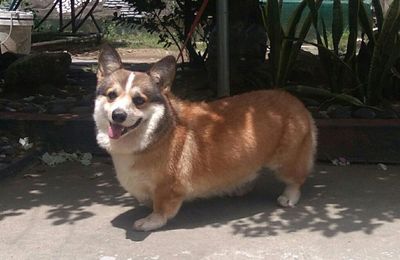 Welsh Corgi Pembroke
