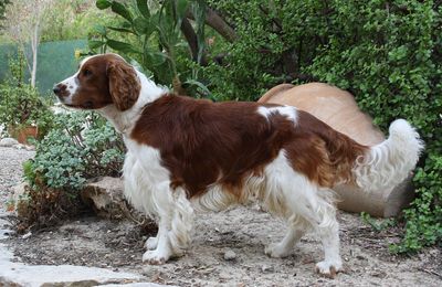 Welsh Springer Spaniel