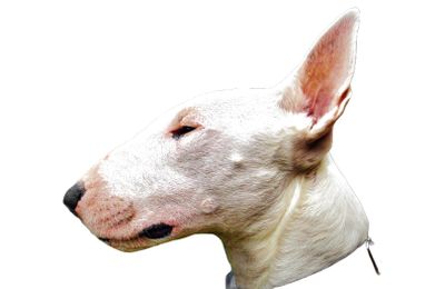Bull Terrier