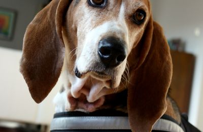 Basset Artésien-Normand